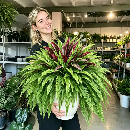 🔥UV‑Resistant Artificial Fern & Red Dracaena Decor Plants