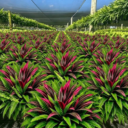 🔥UV‑Resistant Artificial Fern & Red Dracaena Decor Plants