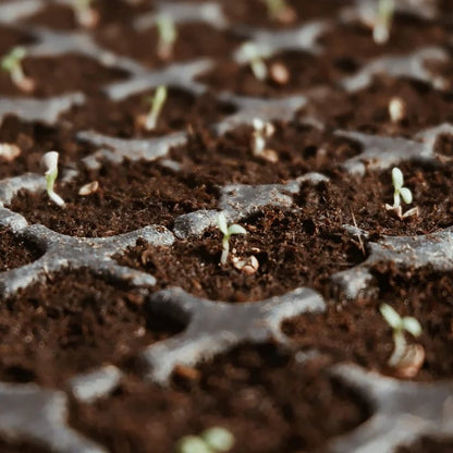 🌱Premium Organic Coconut Coir Bricks for Plants
