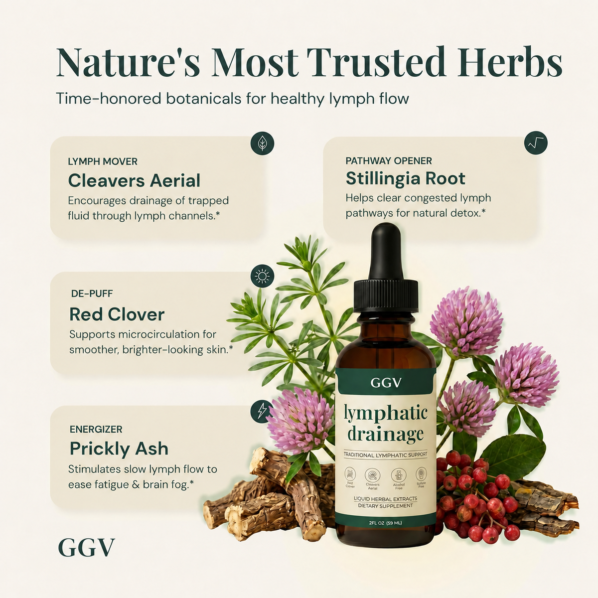 GGV Lymphatic Drainage Drops | 4-Botanical Daily Lymphatic Support, Alcohol-Free & Vegan, 2 Fl Oz